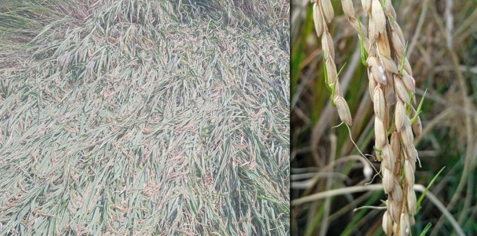 सुदूरपश्चिममा झरीका कारण पाकेको धान खेतमै उम्रन थाल्यो